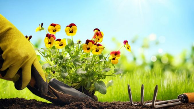 ardin sans pesticides