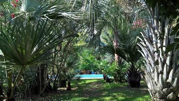 palmeraie Brion